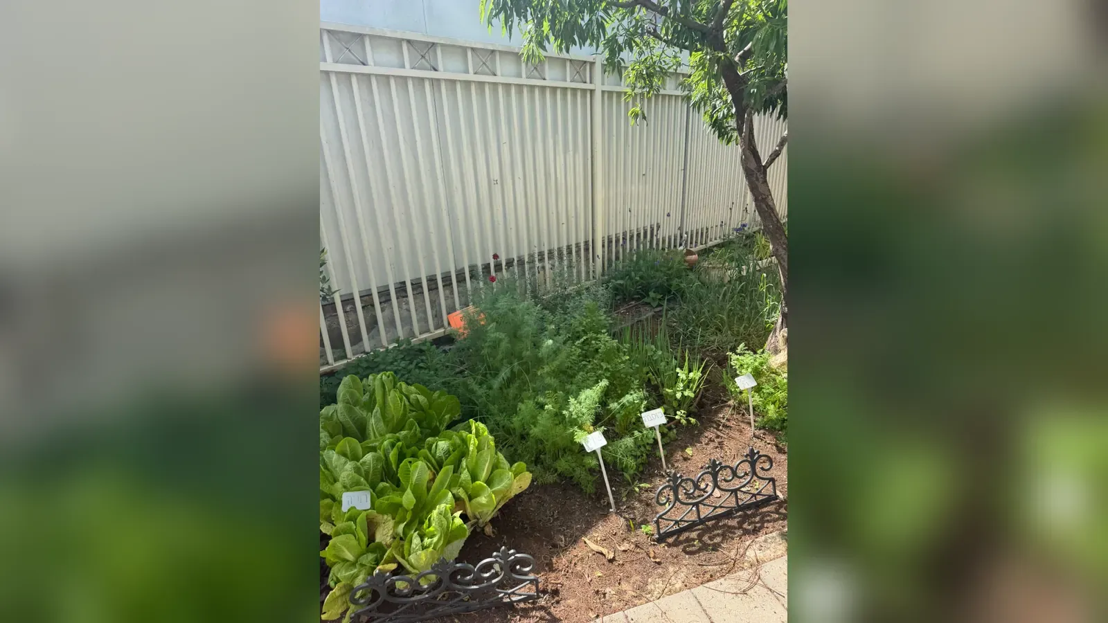 ערוגת חסה ותבלינים מסומנת בשלטי זיהוי, לצד גדר החצר בגן ילדים בחוף אשקלון