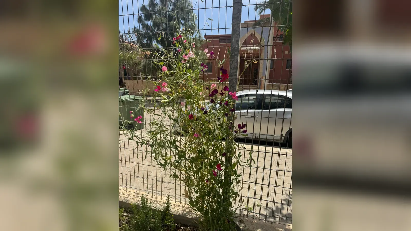 צמחייה מטפסת פורחת על גדר רשת בכניסה לגן ילדים בחוף אשקלון