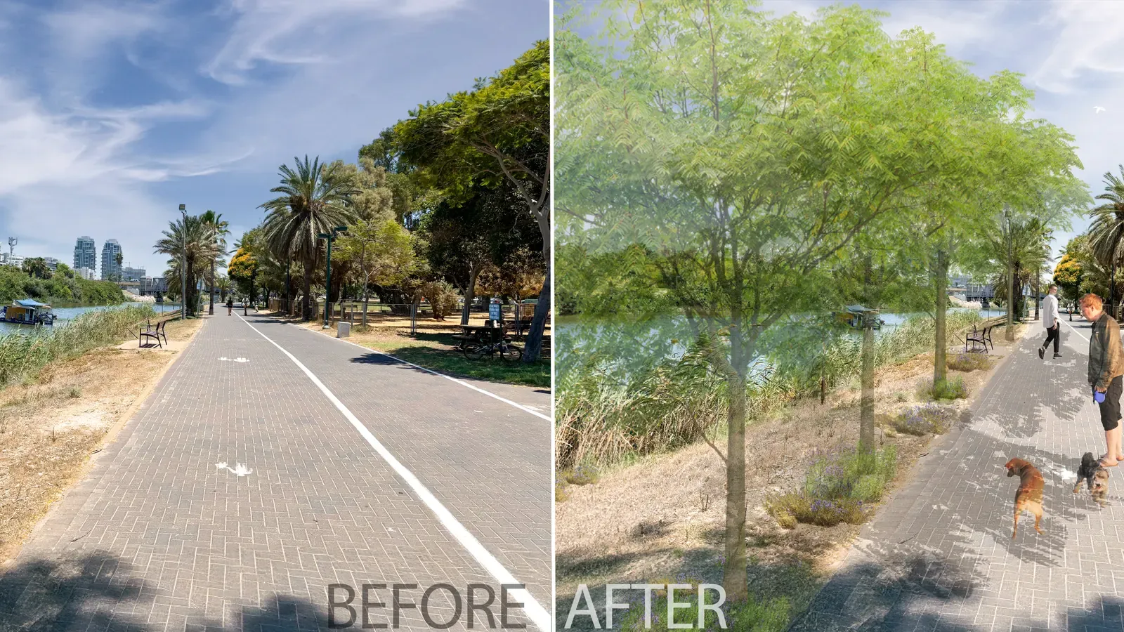 לפני ואחרי: שביל הטיילת במצב קיים לצד ההדמיה שבה נוספו עצי צל בוגרים לאורכו